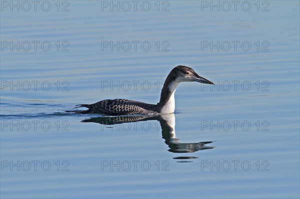 Common loon