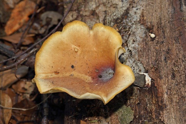 Chestnut brown stem porling