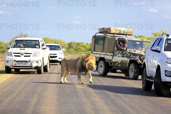 Safari