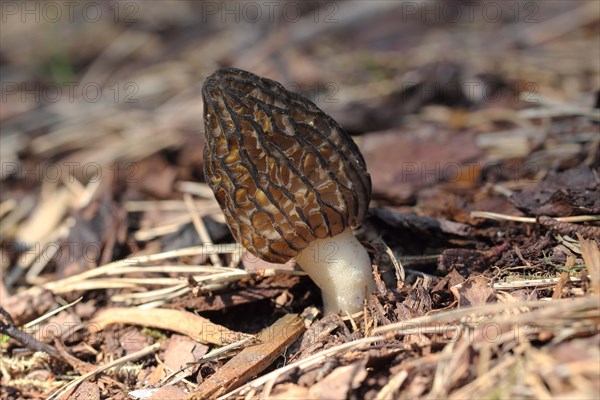 Cone-shaped morel