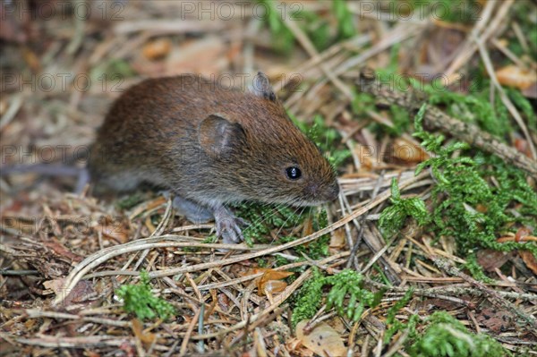 Red-backed vole