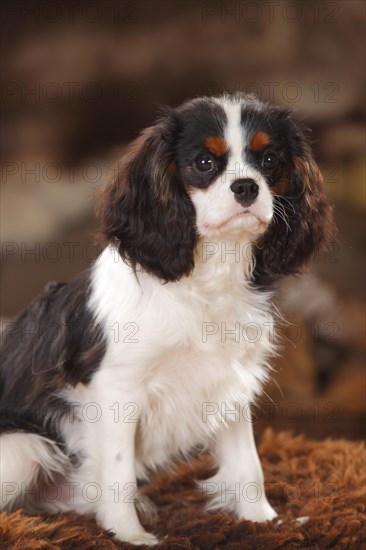 Cavalier King Charles Spaniel