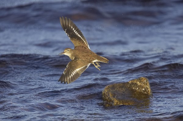 Common sandpiper