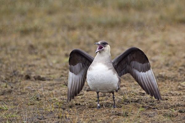 Arctic skuas