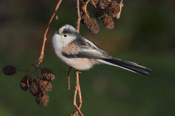 Long-tailed Tit