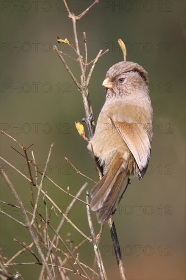 Brown Parrotbill