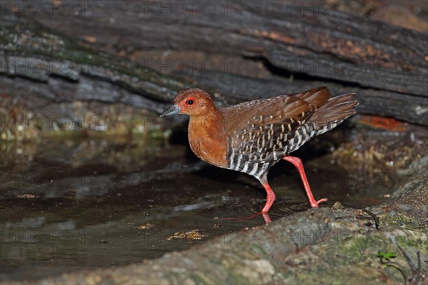 Red-legged Crake