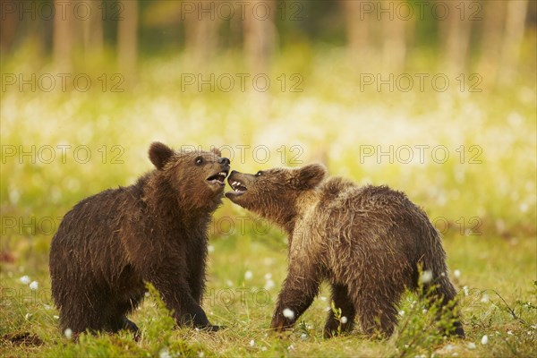 European Brown Bear