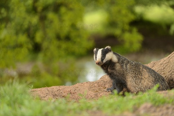 Eurasian Badger