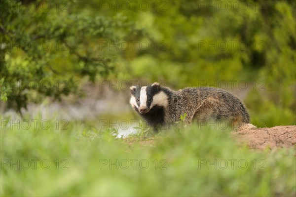 Eurasian Badger