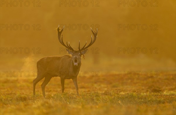 Red deer