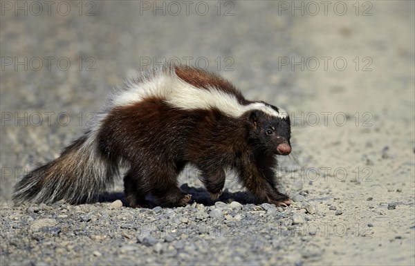 Patagonian Hog-nosed Skunk