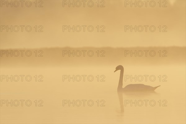 Mute Swan