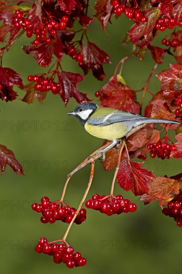 Great Tit