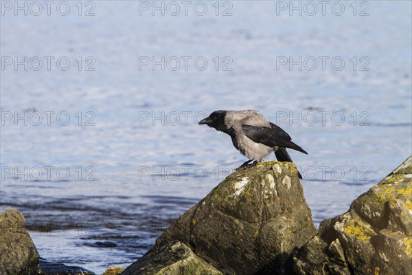 Hooded Crow