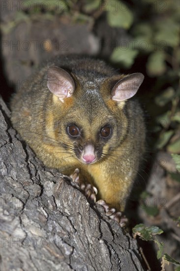 Common common brushtail possum