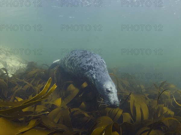 Grey seal