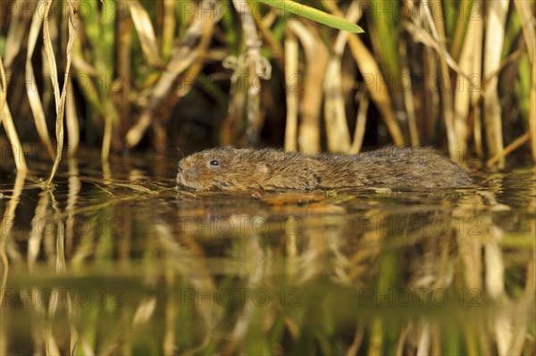 Eastern vole