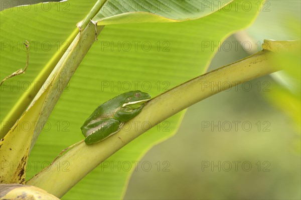 White-lipped Treefrog