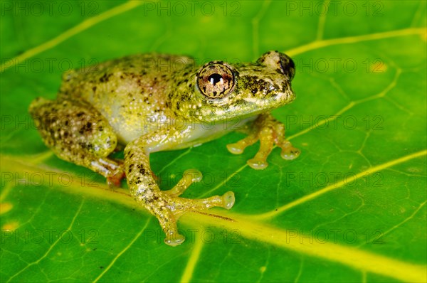 Reed frog