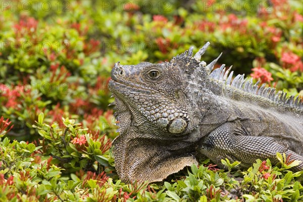 Green Iguana