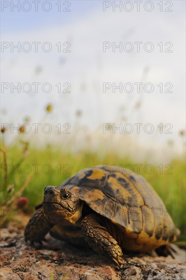 Greek tortoise