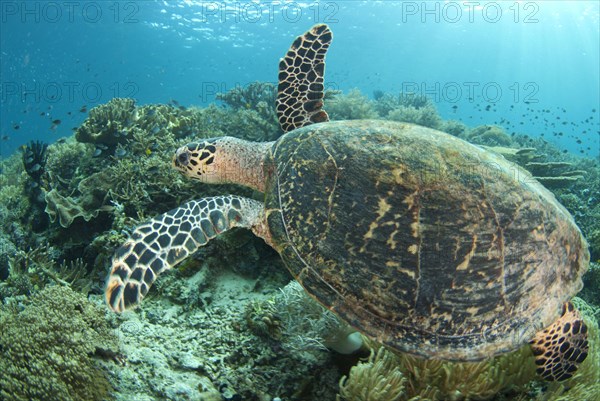 Loggerhead Turtle