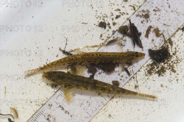 Spiny stone loach