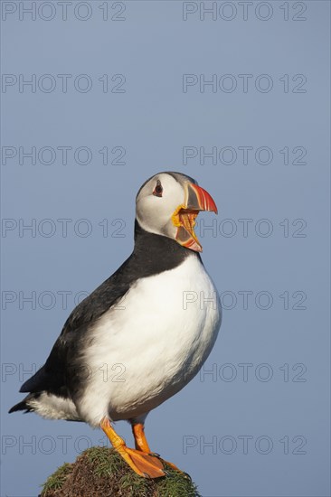 Atlantic Puffin