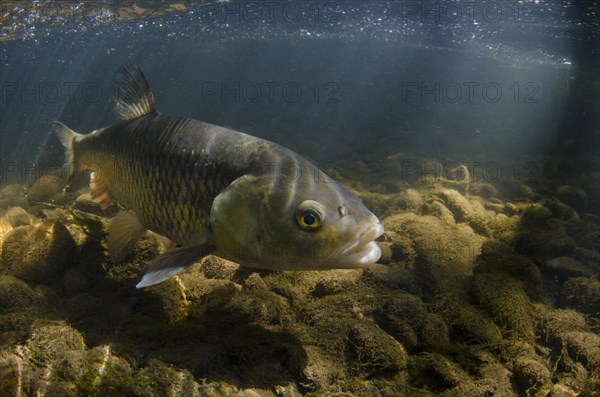 European Chub