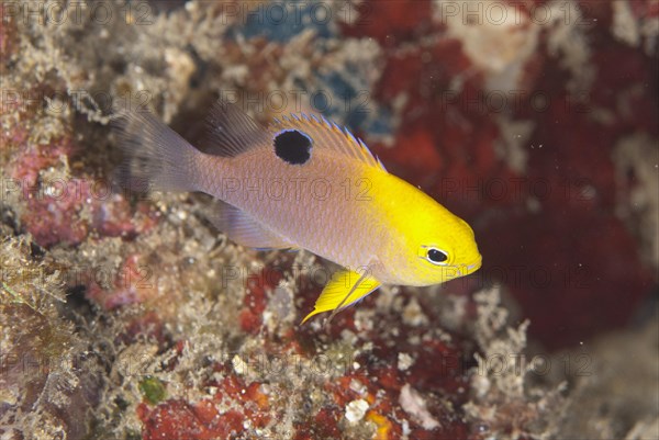 Talbot's Damselfish