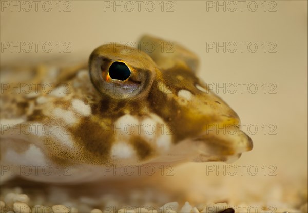 Common dragonet