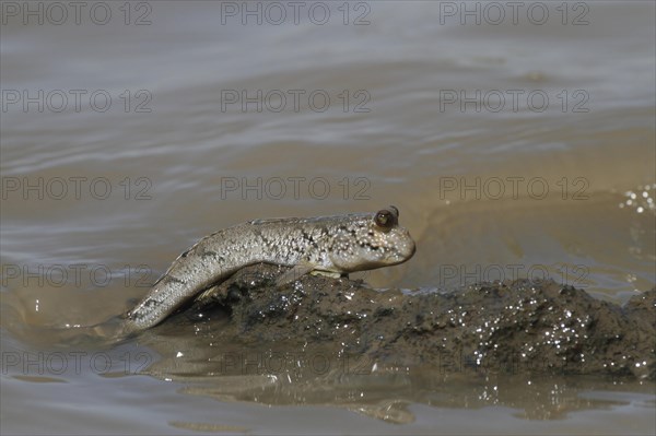 Mudskipper