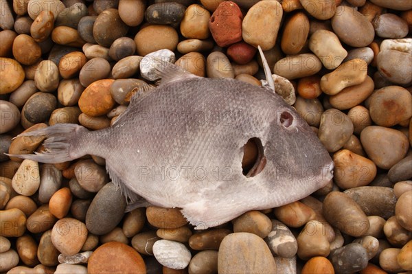 Grey Triggerfish