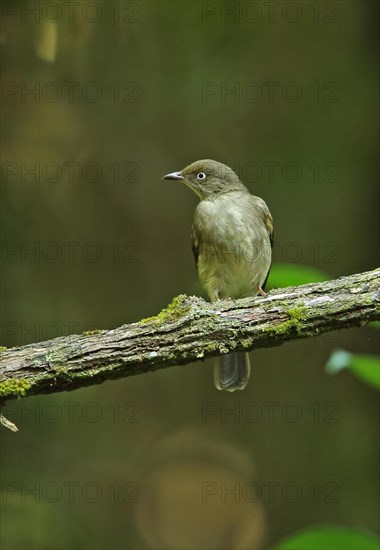 Cream-stalked Bulbul