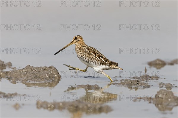 Common snipe