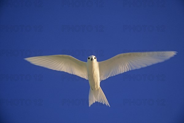 Fairy Tern