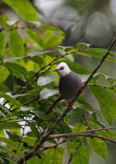 White-headed Bulbul