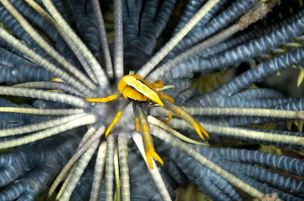 Baba's Crinoid Squat Lobster