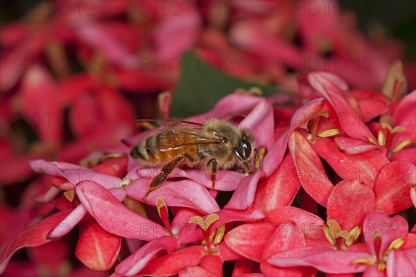 Eastern Honeybee