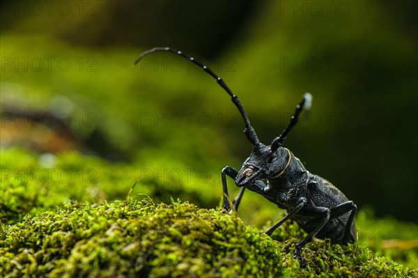 Longhorn Beetle