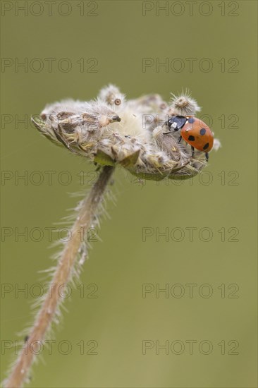 Coccinella 7-punctata