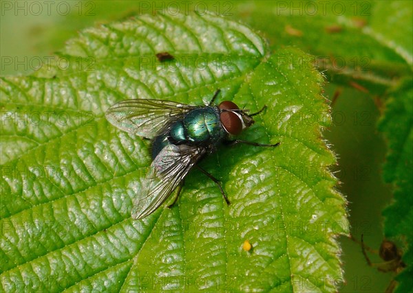 Greenbottle