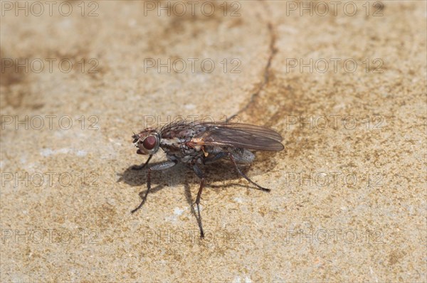 Adult seaweed fly