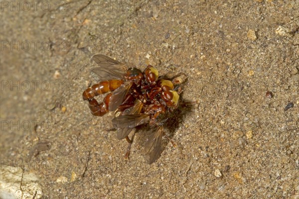 Common broad-headed blowfly