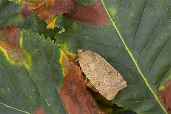 Lesser Yellow Underwing