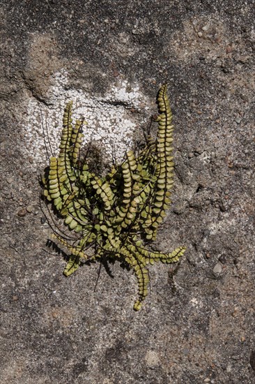 Maidenhair spleenwort