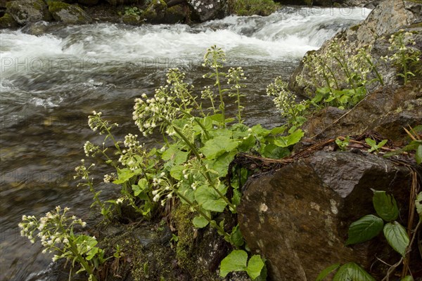 White Butterbur