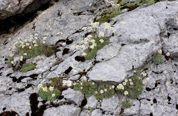 Livelong Saxifrage