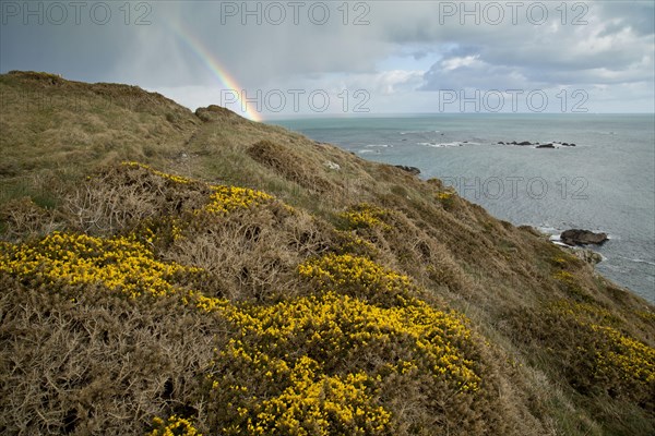 Flowering common gorse